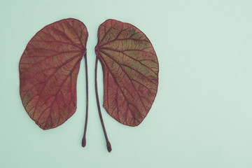 kidney shaped leaves, world kidney day, National Organ Donor Day, charity donation concept