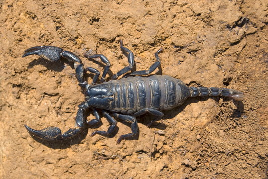 Name : Scorpion Scientific Name: Neoscorpiopes spp. Location:Tamhini, Pune. Description: Small scorpions found under stones and barks, in moist deciduous forests of Sahyadri hill ranges.