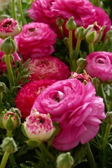Fototapeta premium Ranunculus flower .Pink ranunculus flowers set.Top view floral pattern.Tender spring floral background. Fresh Bright ranunculus with buds.