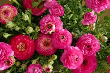 Ranunculus flower background.Pink ranunculus flowers set.Top view floral pattern.Tender spring floral background. Fresh Bright ranunculus with buds.