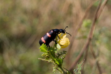Bombarding beetle Location: Pune. Description: During monsoon season many such beetles are seen in all habitats.