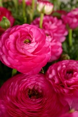 Ranunculus flower background.Pink ranunculus flowers set.Top view floral pattern.Tender spring floral background. 