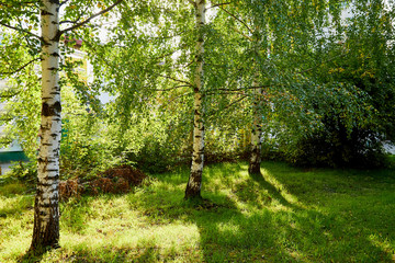 Obraz premium Grove of Birch Trees on Autumn Nature Day View. Outdoor Image of Tree Trunks in Local City Park without People. Forest Park Scenic Landscape
