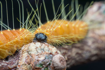 close shot of orange colored jezebel caterpillar.