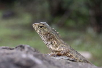 The Oriental Garden Lizard (Calotes versicolor)