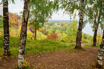 Grove of Birch Trees on Autumn Nature Day View. Outdoor Image of Tree Trunks in Local City Park without People. Forest Park Scenic Landscape