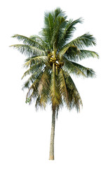 Fototapeta na wymiar coconut trees on a white background.