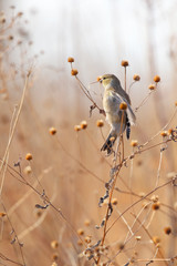 Goldfinch perching