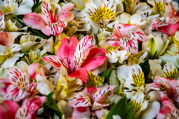 white and pink alstroemeria flowers background