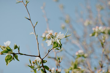 delicate white blooming cherry twig on the background of a blurred Bush, full blossom in the natural environment of a Sunny day on blue sky background