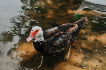wild waterfowl white and brown plumed ducks walk on the pond in their natural environment. Protection and care of the environment and birds