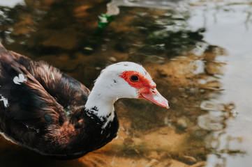 close-up portrait of a wild waterfowl duck with white feathers floating on a pond in a natural environment. Protection and care of the environment and birds