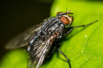 Two-winged fly on a green leaf close-up