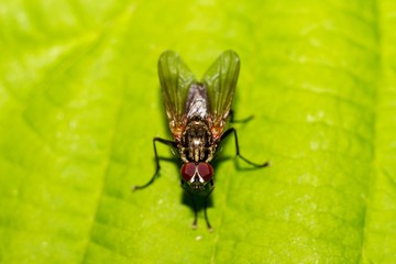 Two-winged fly on a green leaf close-up
