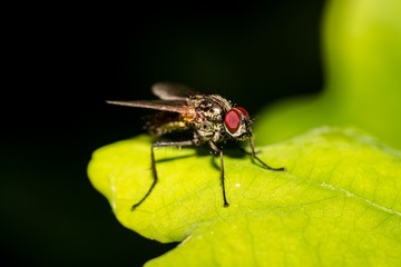 Fototapeta premium Two-winged fly on a green leaf close-up