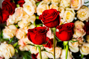 three red roses over flowers background