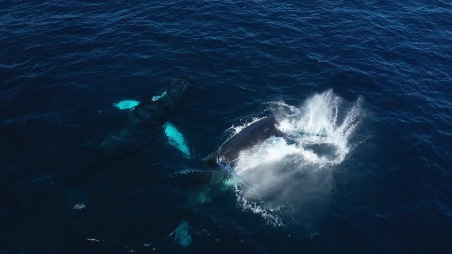 Aerial view of whales in Punta Cana, Dominican Republic