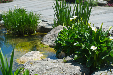 Landscape design of a pond in the garden. Water plants for ponds.