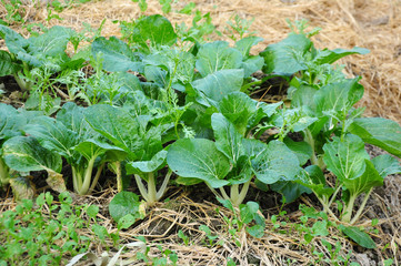 Chinese cabbage is a kind of vegetables in China. Good tasted food.