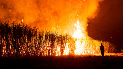 Farmer burning sugarcane field at night