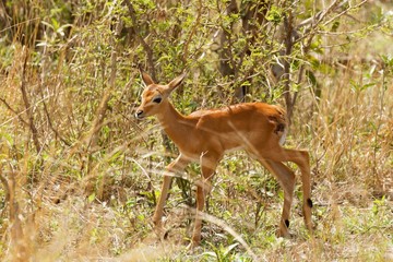 Wounded newborn impala escaped predators clutches