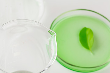 Herbal leaf in Petri dish, laboratory research close up