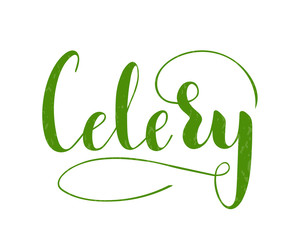 Vector hand written celery text isolated on white background. Kitchen healthy herbs and spices for cooking. Script brushpen lettering with flourishes. Handwriting for banner, poster, product label