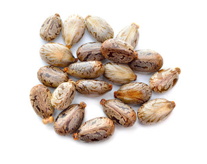 Seed of Ricinus communis, the castor bean or castor oil plant. Isolated on white background