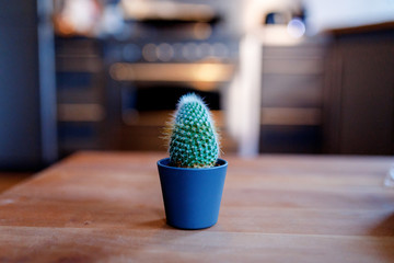 Cute mini green cactus plant in poy on the wooden table in blurred room background. Copy space.