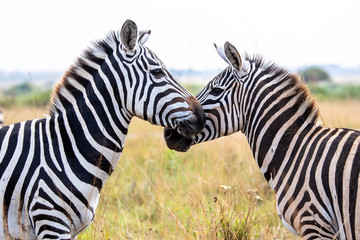 two zebra head