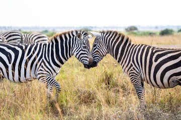 Fototapeta na wymiar two zebra head playing