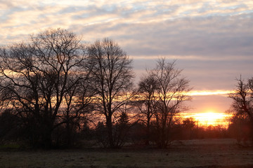 Fototapeta na wymiar Silhouettes of trees against the setting sun. Evening landscape.