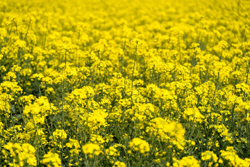 Obraz premium 菜の花アップ−2