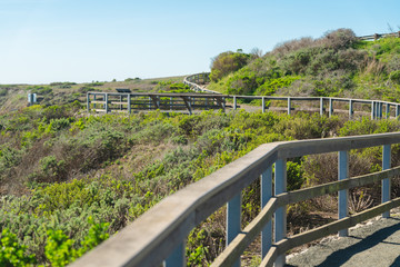 Fototapeta premium Elephant seal colony at Hearst San Simeon State Park, California Coast