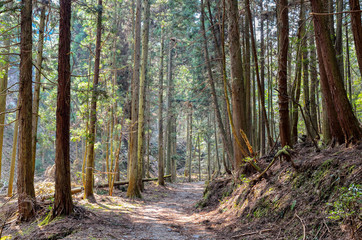 滋賀　音羽山登山道