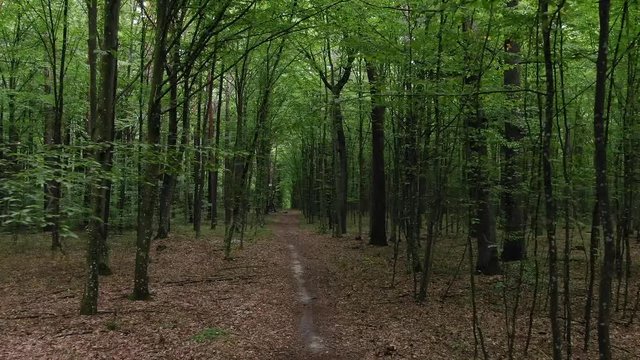 Aerial View Tracking Through Dense Green Forestry During Daylight