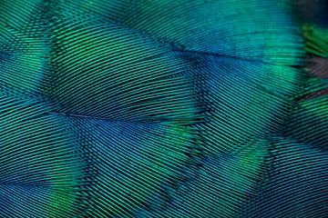 Fototapeten Closeup peacock feathers ,Beautiful background(Indian peafowl) © chamnan phanthong