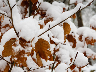 Winter forest. Trees covered with snow.