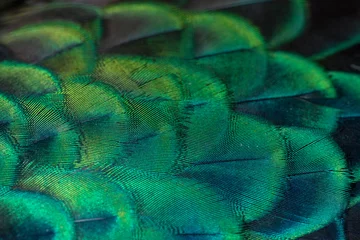 Fototapeten Closeup peacock feathers ,Beautiful background(Indian peafowl) © chamnan phanthong