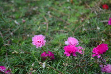 Fototapeta premium flowers among the grass