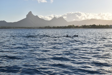 Fantastic picture of dolphins swimming quietly off the coast. Very sweet background with mountains and their clouds, beautiful natural light.