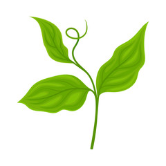 Green Soya Plant Isolated on White Background Agricultural Crop Item