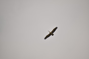 A beautiful Pelican flying against the blue sky. in india