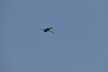 Fototapeta na wymiar A beautiful Pelican flying against the blue sky. in india