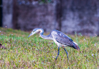 Grey Heron Looking for Insects