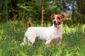 Small Jack Russell terrier standing in fresh grass, looking to side, her tongue out, blurred trees background - obrazy, fototapety, plakaty