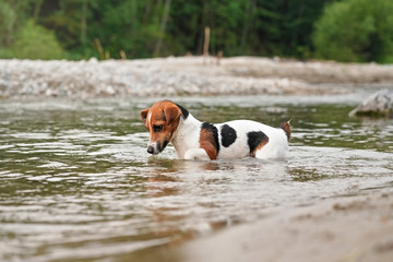 Small Jack Russell terrier crawling in shallow water on a summer day, her fur wet from swimming