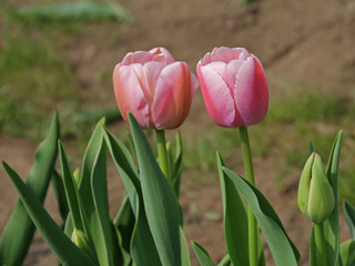 Tulpe