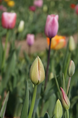 Tulpe