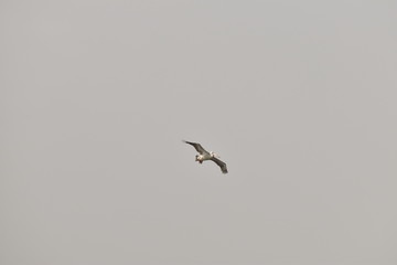 A beautiful Pelican flying against the blue sky. in india